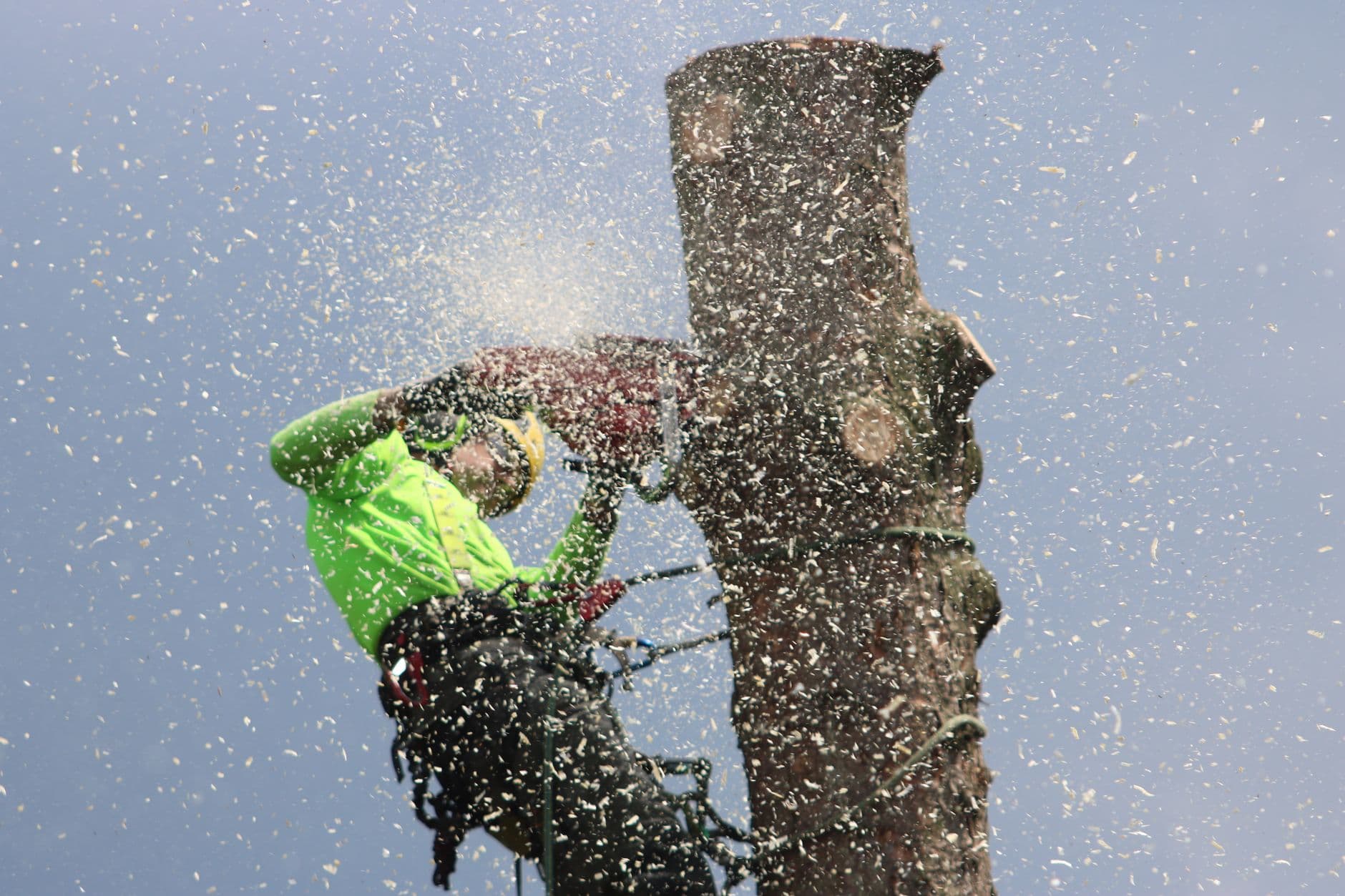 A tree surgeon in full PPE using a chainsaw while climbing a tree